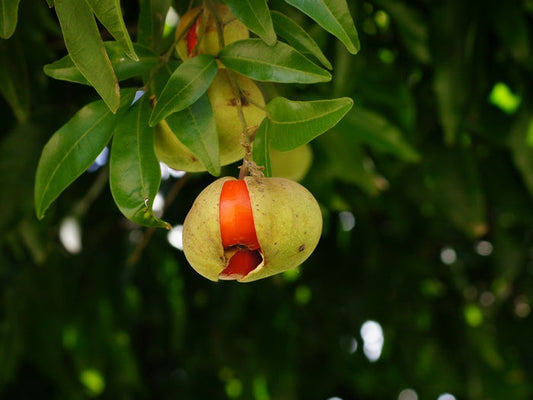 Diploglottis campbellii - Small-Leaf Tamarind
