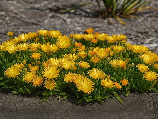 Disphyma crassifolium slavellatum x Glottphyllum longum - SUNBURN - Disphyllum