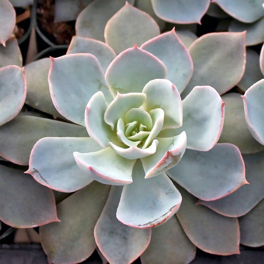 Echeveria - MORNING BEAUTY - Mexican Hen and Chicks