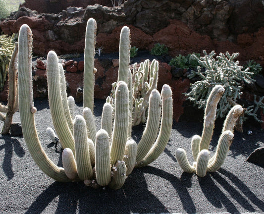 Espostoa melanostele - Peruvian Old Lady Cactus