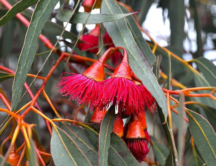 Eucalyptus leucoxylon rosea - Red-Flowering Yellow Gum