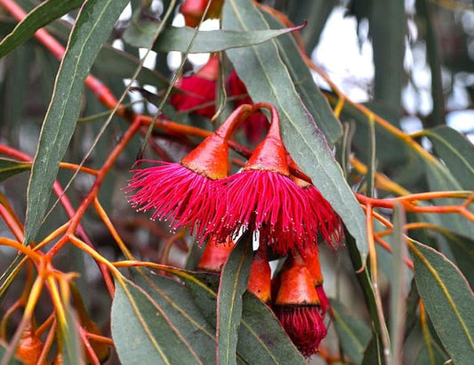 Eucalyptus leucoxylon rosea - Red-Flowering Yellow Gum