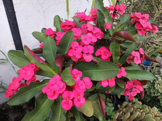 Euphorbia milii - BIG HOT PINK - Crown of Thorns