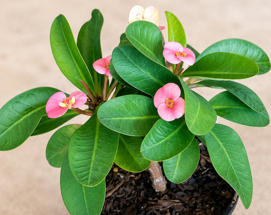 Euphorbia milii - PINK - Crown of Thorns