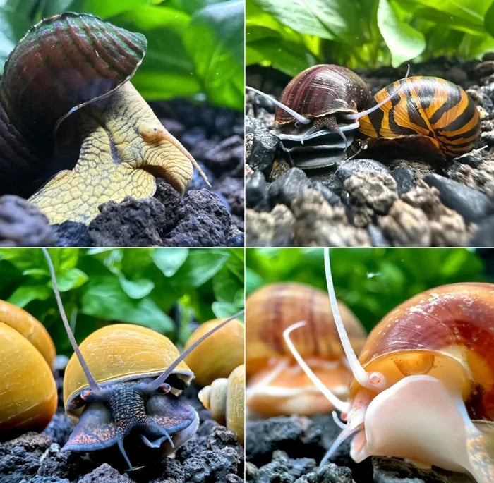 A vibrant striped orange and black snail shell with a glossy finish from freshwater aquarium snail mix pack