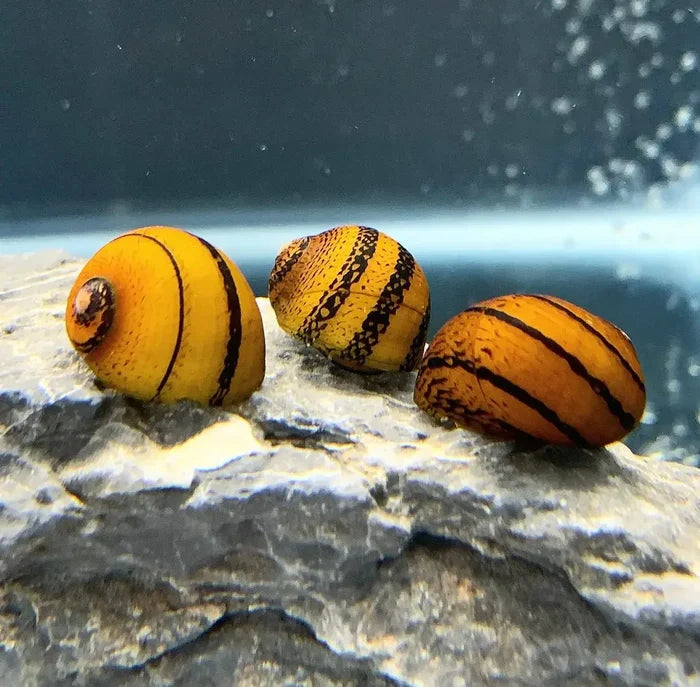 Three vibrant yellow and black striped freshwater aquarium snails with glossy shells on a textured gray rock surface