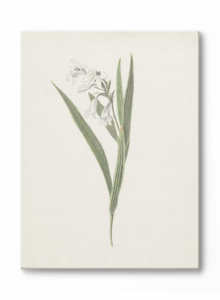 Fresia, Poster