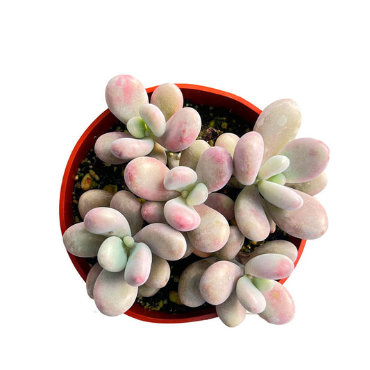 Graptopetalum Amethystinum (4 inch)