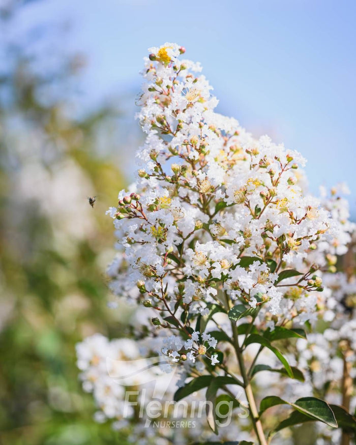 Lagerstroemia indica x subcostata fauriei - NATCHEZ - White Crepe Myrtle