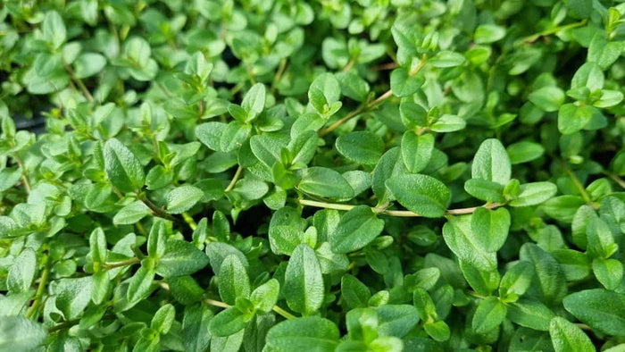 Mentha diemenica - Wild Mint Tucker Bush
