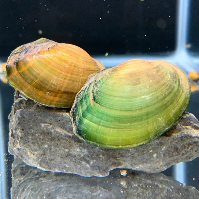 Opal Asian Freshwater Clam — live clam with green-yellow shell on rock