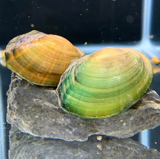 Opal Asian Freshwater Clam — live clam with green-yellow shell on rock