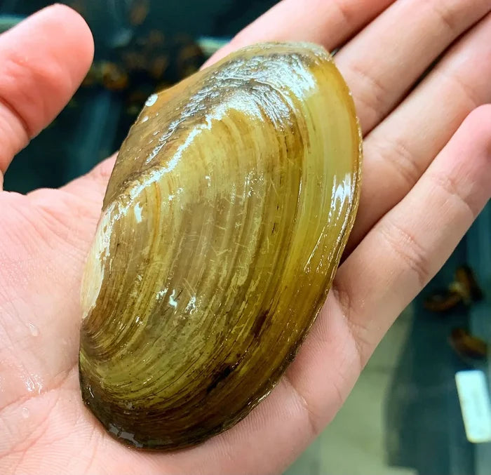 Smooth olive green and brown Opal Asian Freshwater Clam shell
