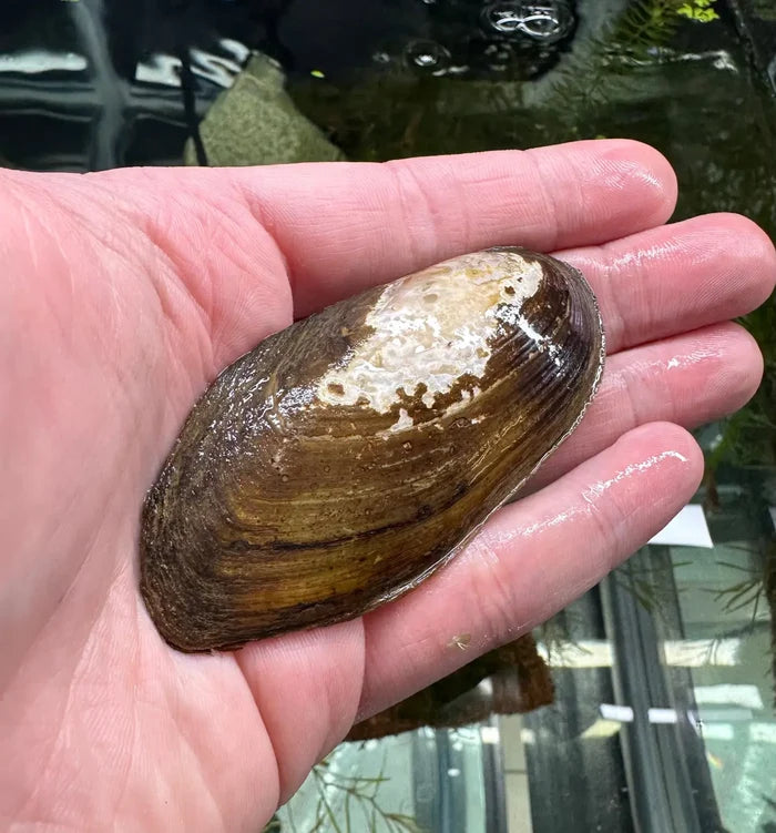 Hand holding brown and white shell of Opal Asian Freshwater Clam