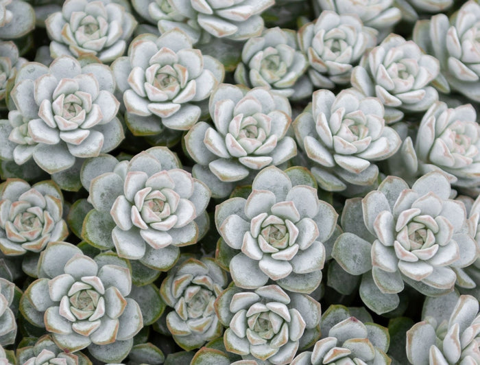Sedum spathulifolium - SILVER BLOB® - Broadleaf Stonecrop