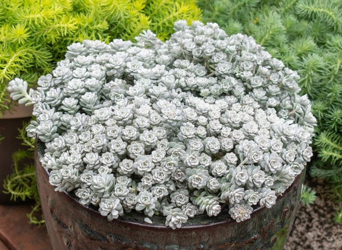 Sedum spathulifolium - SILVER BLOB® - Broadleaf Stonecrop