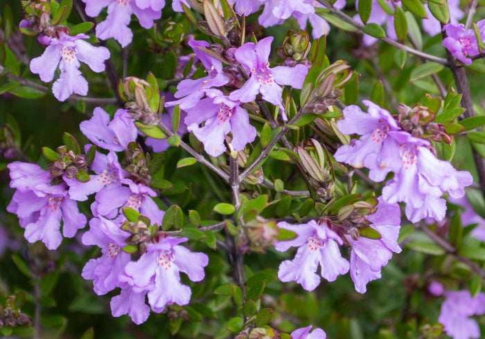 Westringia - SMOKE SCREEN MAUVE - Coastal Rosemary